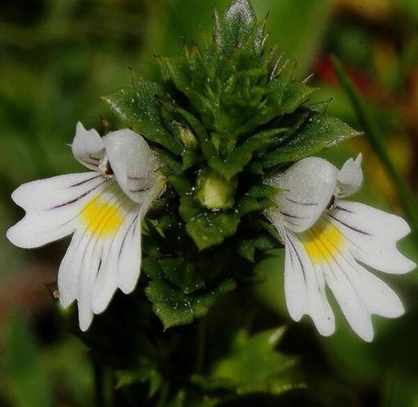 Euphrasia rostkoviana sp (Euphrasia officinalis) - Consolo da Vista, Colírio Eufrásia, Erva Medicinal Euphrasia, Eyebright, Eyewort - Image 4