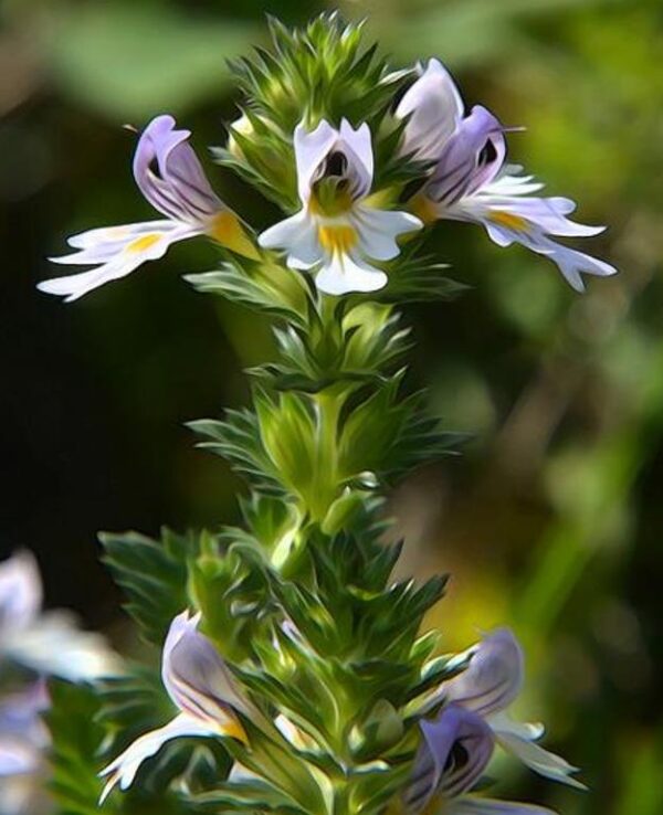 Euphrasia rostkoviana sp (Euphrasia officinalis) - Consolo da Vista, Colírio Eufrásia, Erva Medicinal Euphrasia, Eyebright, Eyewort - Image 6
