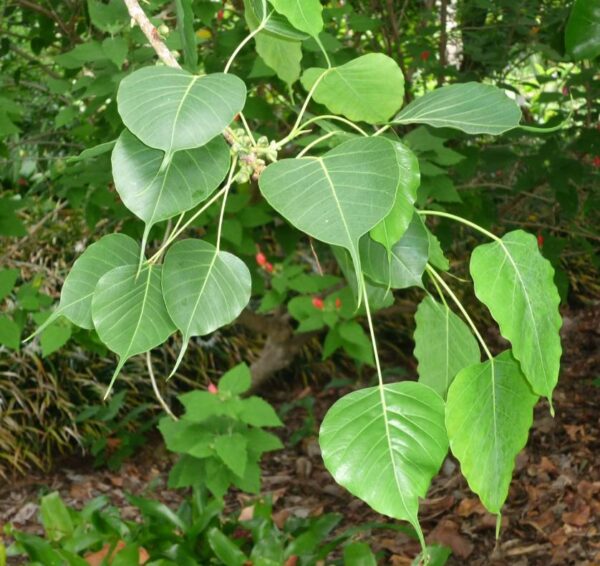 Ficus religiosa - Figueira Religiosa, Figueira dos Pagodes, Figueira Sagrada, Sacred Fig - Image 4