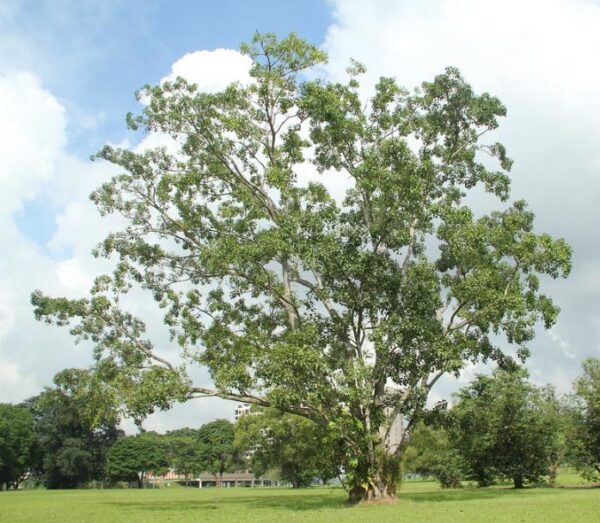 Ficus religiosa - Figueira Religiosa, Figueira dos Pagodes, Figueira Sagrada, Sacred Fig - Image 6