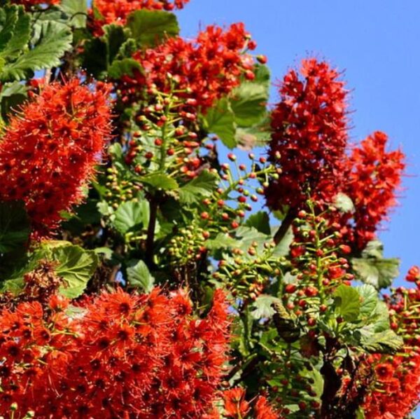 Greyia sutherlandii  - Escova de Garrafa Sul Africana, Mamadeira de Natal, Natal Botlebrush, Pincel de