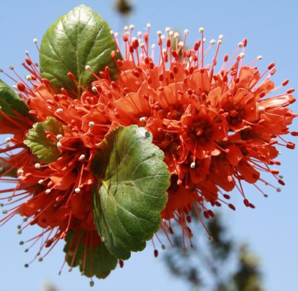 Greyia sutherlandii  - Escova de Garrafa Sul Africana, Mamadeira de Natal, Natal Botlebrush, Pincel de - Image 3