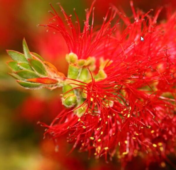 Greyia sutherlandii  - Escova de Garrafa Sul Africana, Mamadeira de Natal, Natal Botlebrush, Pincel de - Image 8