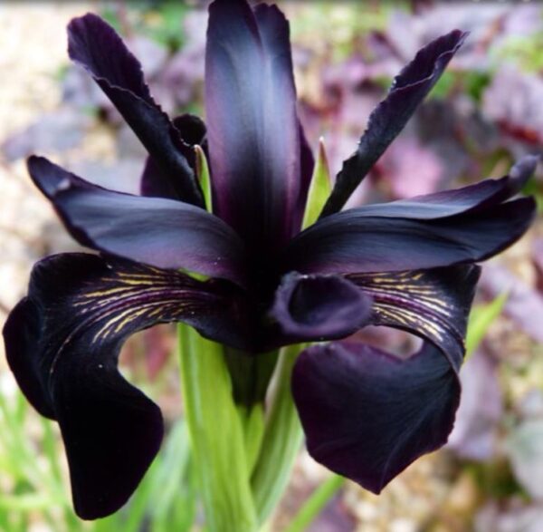 Iris chrysographes - Íris Negra, Íris Cavaleiro Negro, Íris Crisógrafos
