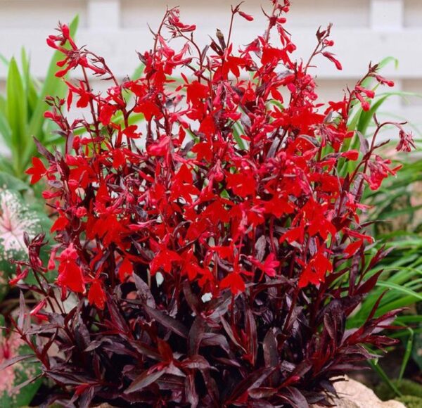 Lobelia cardinalis 'Queen Victoria' - Lobelia Rainha Victoria, Flor Cardeal 'Rainha Vitória', Lobelia Esplêndida, Lob - Image 7