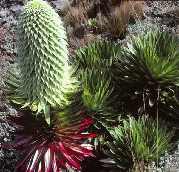 Lobelia gregoriana ssp. Gregoriana  - Lobelia gigante, Lobelia Gin Tônica, Lobelia tree - Image 2