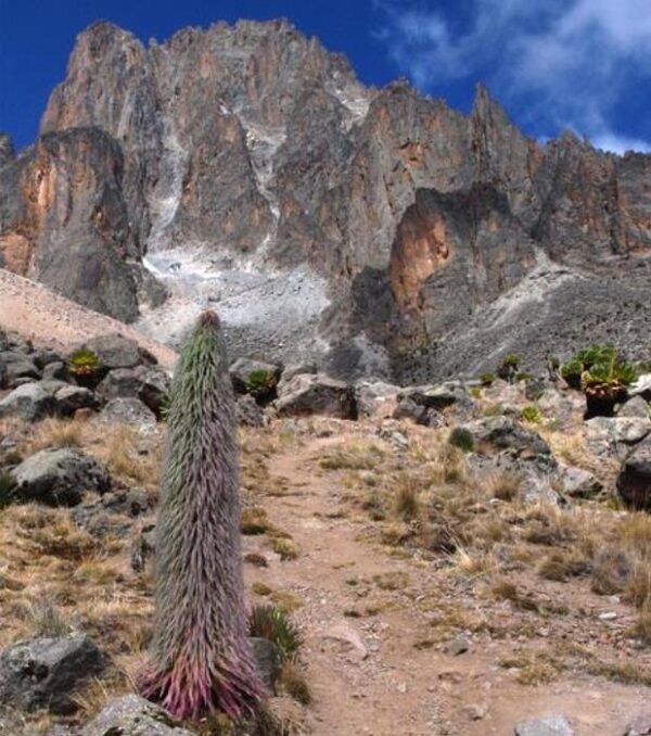 Lobelia telekii - Lobelia Gigante, Lobelia Primo Itt, Cousin Itt Lobelia - Image 9