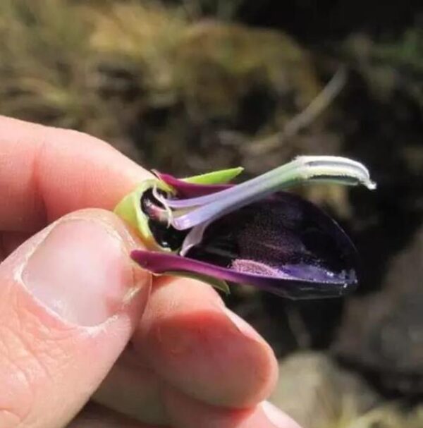 Lobelia telekii - Lobelia Gigante, Lobelia Primo Itt, Cousin Itt Lobelia - Image 10