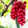 Schisandra chinensis - Cereja dos 5 Sabores (Wu-Wei-Zi), Magnolia Berry, Limonnik, Uva Vermelha - Image 2