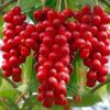 Schisandra chinensis - Cereja dos 5 Sabores (Wu-Wei-Zi), Magnolia Berry, Limonnik, Uva Vermelha