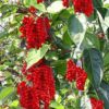 Schisandra chinensis - Cereja dos 5 Sabores (Wu-Wei-Zi), Magnolia Berry, Limonnik, Uva Vermelha - Image 3