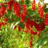 Schisandra chinensis - Cereja dos 5 Sabores (Wu-Wei-Zi), Magnolia Berry, Limonnik, Uva Vermelha - Image 4