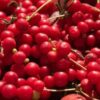 Schisandra chinensis - Cereja dos 5 Sabores (Wu-Wei-Zi), Magnolia Berry, Limonnik, Uva Vermelha - Image 5