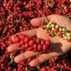 Schisandra chinensis - Cereja dos 5 Sabores (Wu-Wei-Zi), Magnolia Berry, Limonnik, Uva Vermelha - Image 6