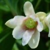 Schisandra chinensis - Cereja dos 5 Sabores (Wu-Wei-Zi), Magnolia Berry, Limonnik, Uva Vermelha - Image 7