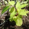 Schisandra chinensis - Cereja dos 5 Sabores (Wu-Wei-Zi), Magnolia Berry, Limonnik, Uva Vermelha - Image 9