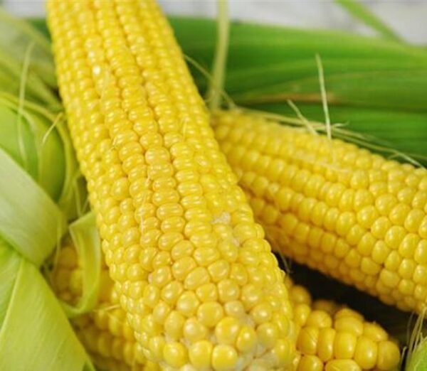 Zea mays Buhl Sweet (C.O.) - Milho Doce 'Buhl' - Image 2