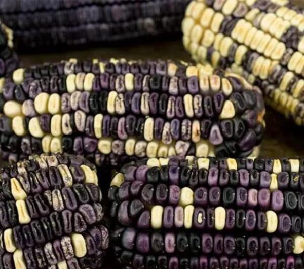 Zea mays Cherokee White Eagle (C.O) - Milho Cherokee Águia Branca - Image 2
