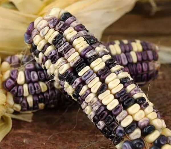 Zea mays Cherokee White Eagle (C.O) - Milho Cherokee Águia Branca - Image 3