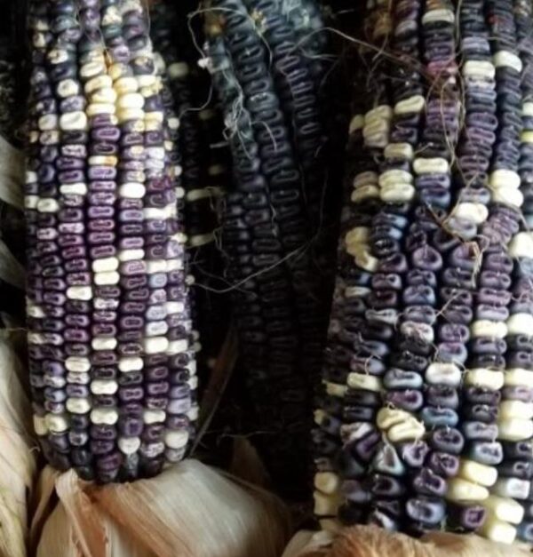 Zea mays Cherokee White Eagle (C.O) - Milho Cherokee Águia Branca - Image 4