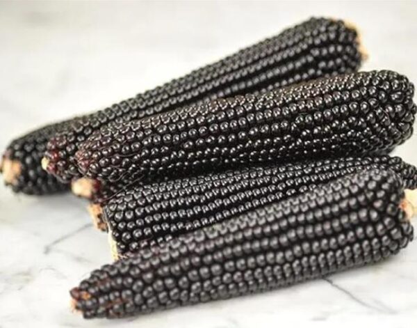 Zea mays Dakota Black (C.O) - Milho de Pipoca Negro, Dakota Black Pop - Image 2