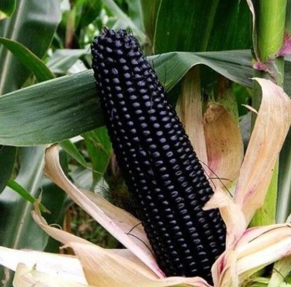 Zea mays Dakota Black (C.O) - Milho de Pipoca Negro, Dakota Black Pop - Image 5
