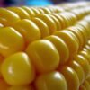 Zea mays Dorinny Sweet (C.O) - Milho Doce Dorinny - Image 3