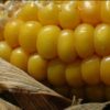 Zea mays Dorinny Sweet (C.O) - Milho Doce Dorinny - Image 4