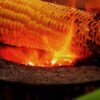 Zea mays Dorinny Sweet (C.O) - Milho Doce Dorinny - Image 5