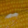 Zea mays Dorinny Sweet (C.O) - Milho Doce Dorinny - Image 6