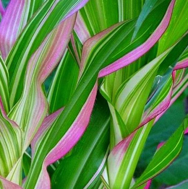 Zea mays Japonica Variegata (C.O) - Milho Japonês Listrado, Milho Japonês de Folhagem Ornamental - Image 2