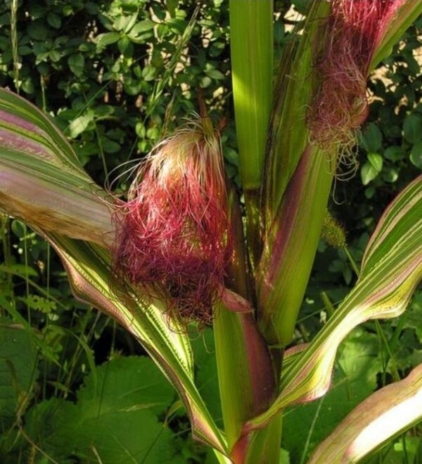 Zea mays Japonica Variegata (C.O) - Milho Japonês Listrado, Milho Japonês de Folhagem Ornamental - Image 4