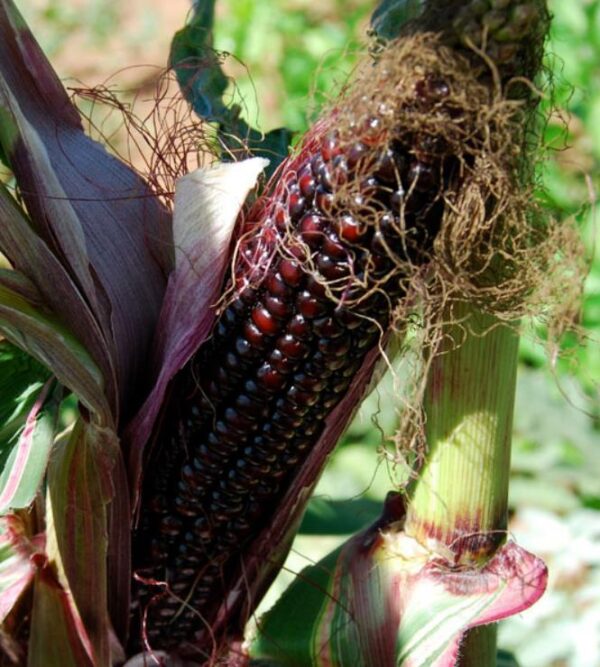 Zea mays Japonica Variegata (C.O) - Milho Japonês Listrado, Milho Japonês de Folhagem Ornamental - Image 6