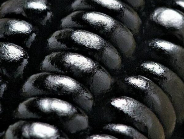 Zea mays kculli black  (certificação orgânica) - Milho negro, milho kculli negro, kulli negro - Image 3