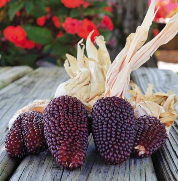 Zea mays Strawberry Popcorn (C.O) - Milho Pipoca Morango, Milho Pipoca Ornamental - Image 2