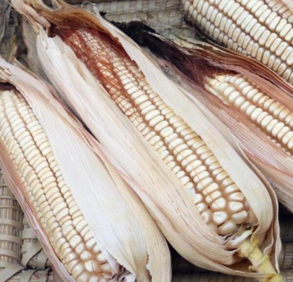 Zea mays Tennessee Red Cob (C.O) - Milho Branco da Espiga Vermelha do Tennessee - Image 2