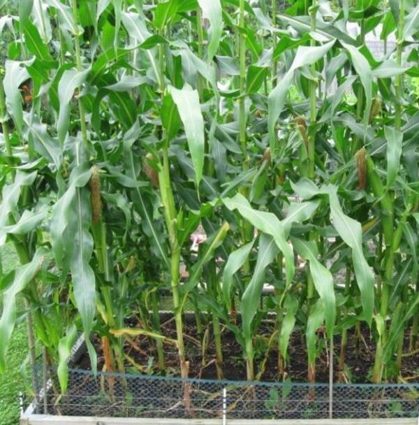 Zea mays Tennessee Red Cob (C.O) - Milho Branco da Espiga Vermelha do Tennessee - Image 5