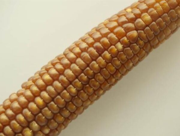Zea mays Chapalote (C.O.) - Milho Chapalote, Milho Chapalote Amêndoa - Image 2