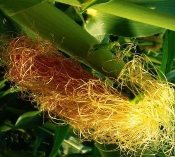 Zea mays Chapalote (C.O.) - Milho Chapalote, Milho Chapalote Amêndoa - Image 3