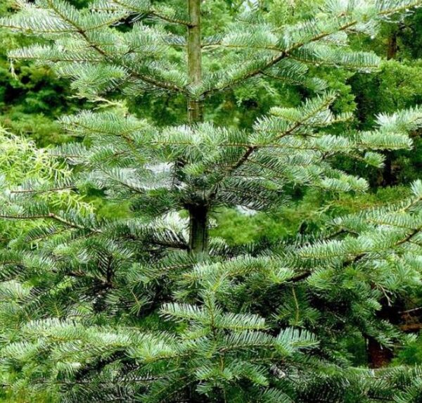 Abies amabilis - Abeto de Prata, Abeto Prateado do Pacífico, Cascade Silver Fir - Image 3