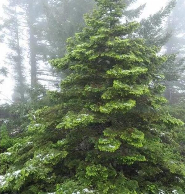 Abies amabilis - Abeto de Prata, Abeto Prateado do Pacífico, Cascade Silver Fir - Image 8