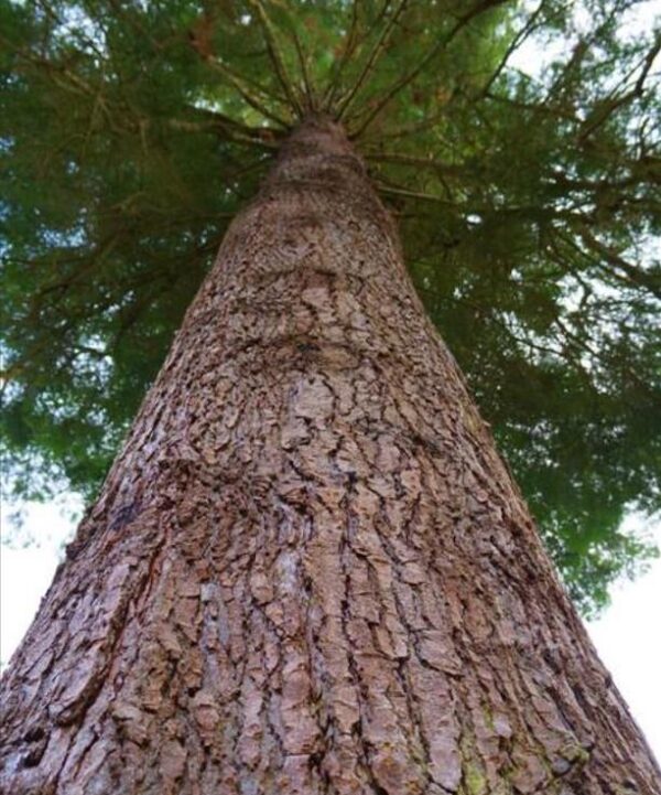 Abies grandis Inland (Picea Grandis, Pinus Grandis) - Abeto Gigante, Pinheiro gigante, Abeto Branco de Planície, Abeto de Bálsamo, Gia - Image 3