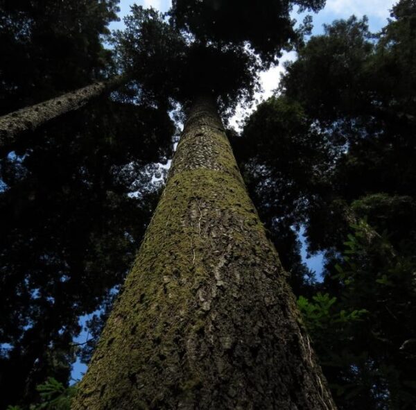 Abies grandis Inland (Picea Grandis, Pinus Grandis) - Abeto Gigante, Pinheiro gigante, Abeto Branco de Planície, Abeto de Bálsamo, Gia - Image 4