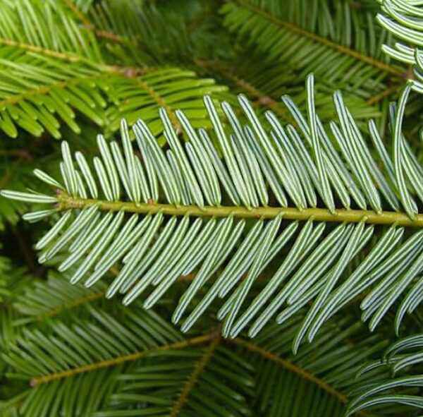 Abies grandis Inland (Picea Grandis, Pinus Grandis) - Abeto Gigante, Pinheiro gigante, Abeto Branco de Planície, Abeto de Bálsamo, Gia - Image 7