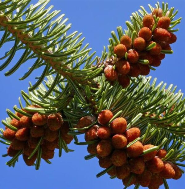 Abies nordmanniana Subsp. Equi-trojani - Abeto Caucasiano, Abeto De Trojan, Abeto Cavalo de Tróia, Pinheiro da Turquia - Image 6