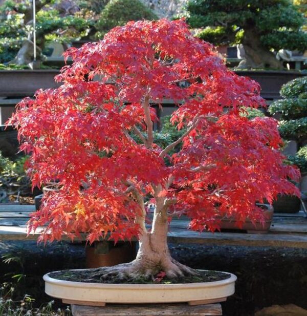 Acer rubrum - Bordo Vermelho, Maple Vermelho - Image 7