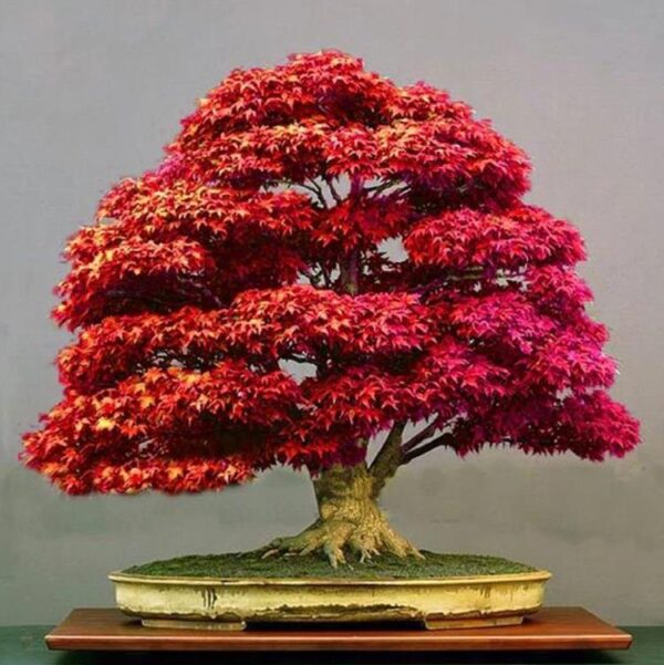 Acer rubrum - Bordo Vermelho, Maple Vermelho - Image 8