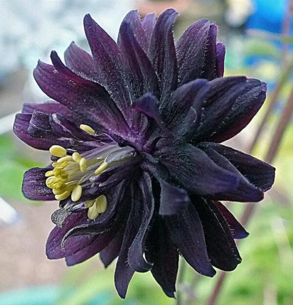 Aquilegia vulgaris Stellata Nora Barlow Black - Aquilegia Flor de Clematis Negra, Rosa Columbina Negra, Aquilegia Barlow Black