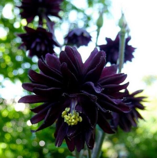 Aquilegia vulgaris Stellata Nora Barlow Black - Aquilegia Flor de Clematis Negra, Rosa Columbina Negra, Aquilegia Barlow Black - Image 2