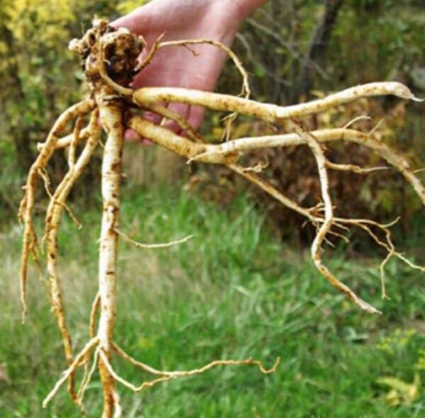 Astragalus membranaceus (Astragalus propinquus) - Erva da Longevidade, Astrágalo, Huang chi, Chinese milk-vetch